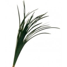 Lily Grass